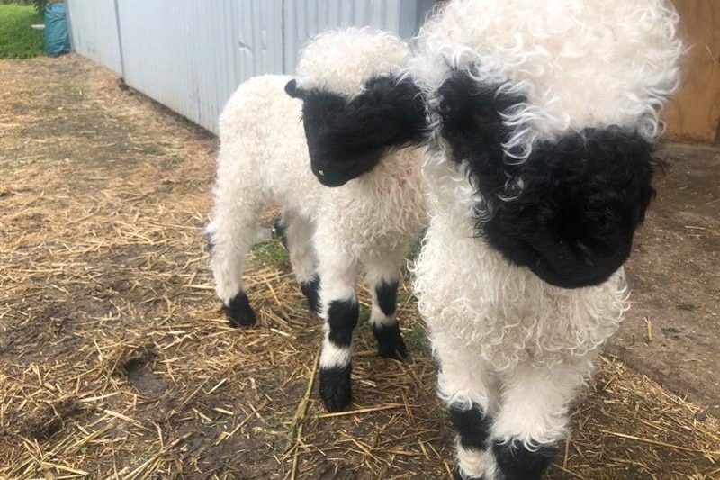 blacknose, dubbed the cutest sheep in the world, arrive on Australian shores - ABC