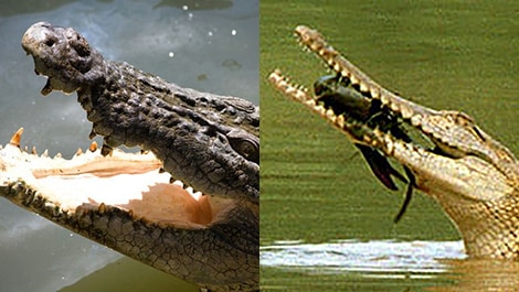 Saltwater and freshwater crocodiles