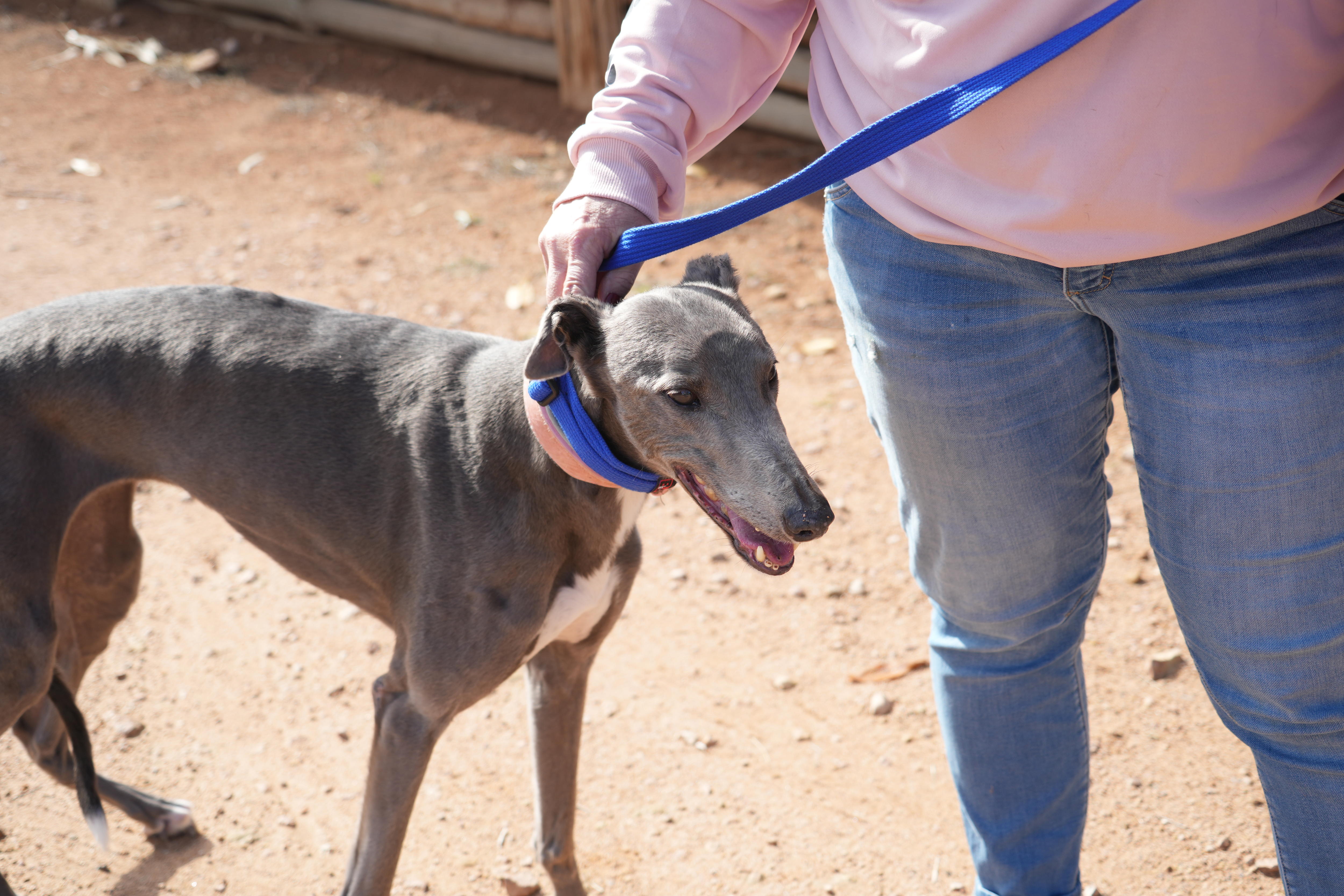 A greyhound being held by a leash.