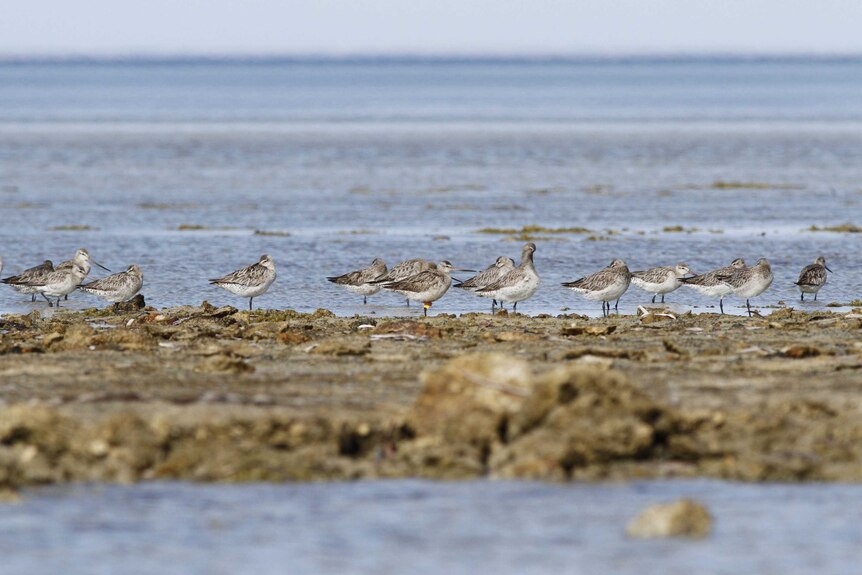 AKK the bar-tailed godwit shorebird at his southern hemisphere home of Thompson Beach north of Adelaide.
