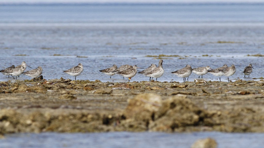 AKK the bar-tailed godwit shorebird at his southern hemisphere home of Thompson Beach north of Adelaide.