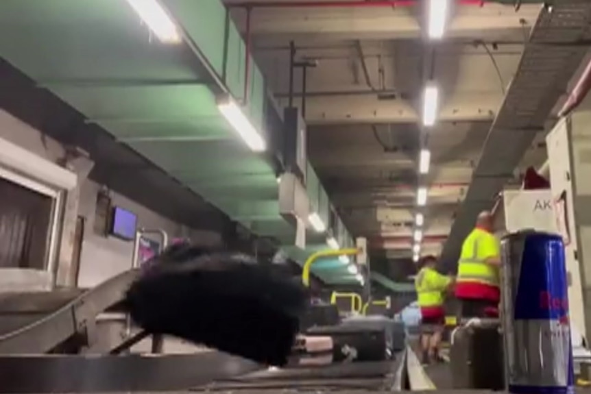 A bag falling off a conveyor belt.