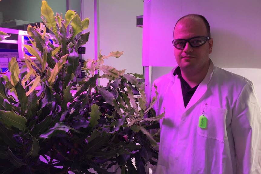 Antony wears a lab coat and safety goggles as he stands next to large macadamia branches in a lab under a pink light.