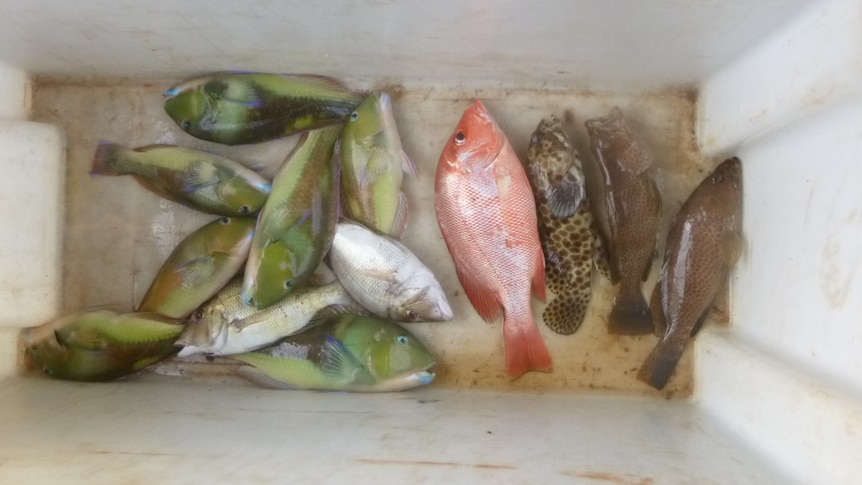 A tub full of fish