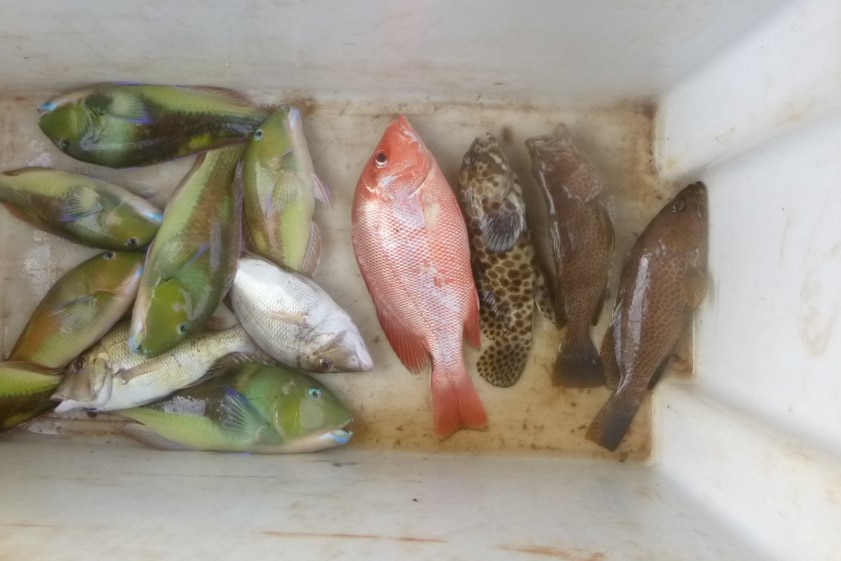 A tub full of fish