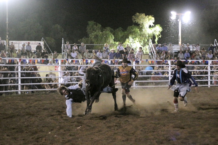 A rodeo rider falls from a bull with clowns in chase