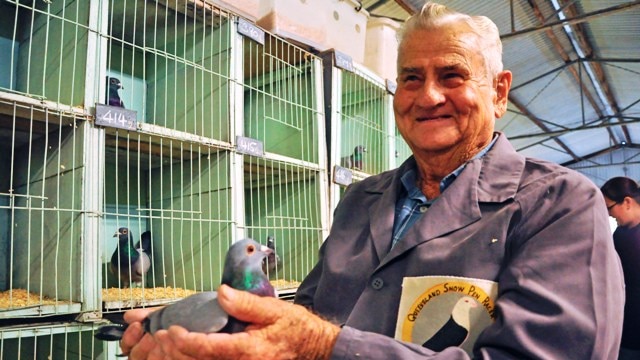 Pigeon judge Doug Cooper