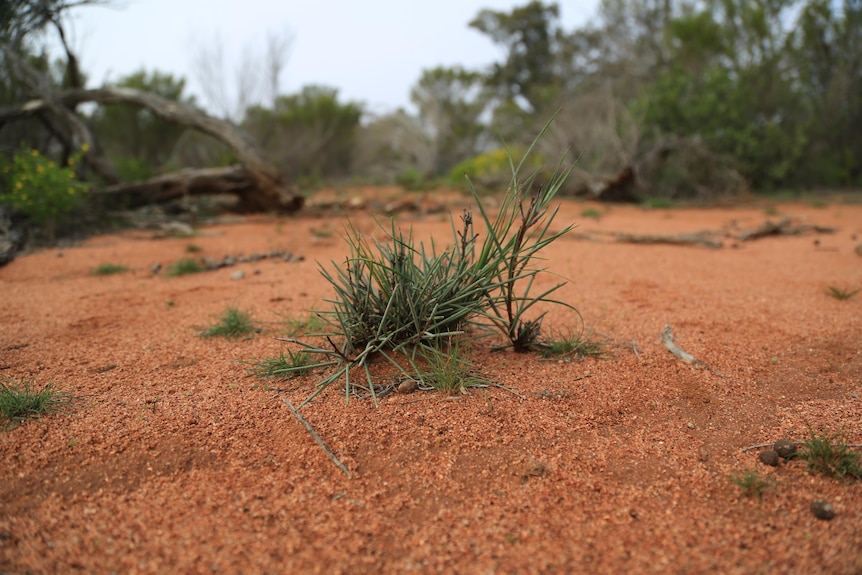 A picture of a small spikey plant. 