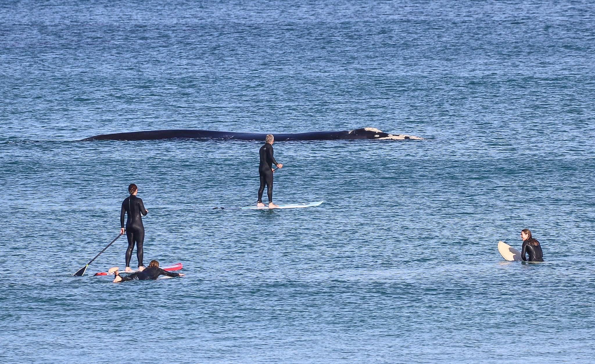 Warrnambool's Lady Bay 的鲸鱼，SUP 板上的人，阳光明媚的冲浪者。