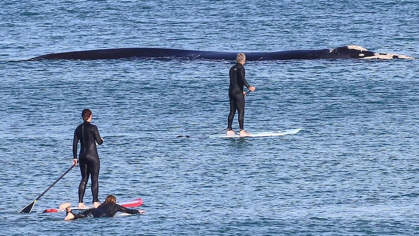 Whales in Warrnambool's Lady Bay, man on SUP board, surfer sunny day.