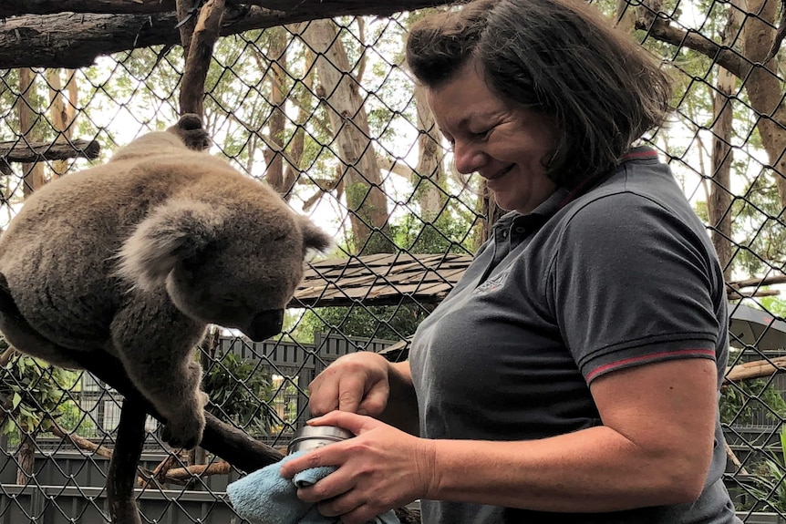 A volunteer with a koala.