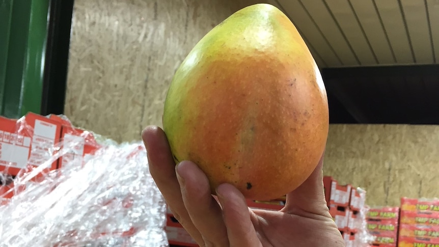 One of the first NT mangoes of the year.