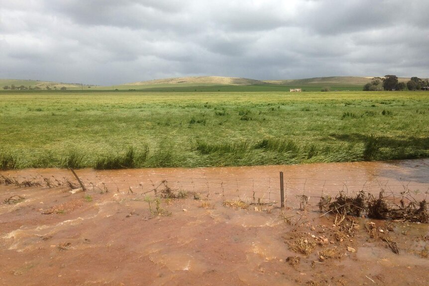 Crops damaged from flooding in South Australia