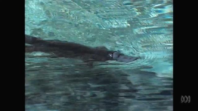 Platypus swims in water