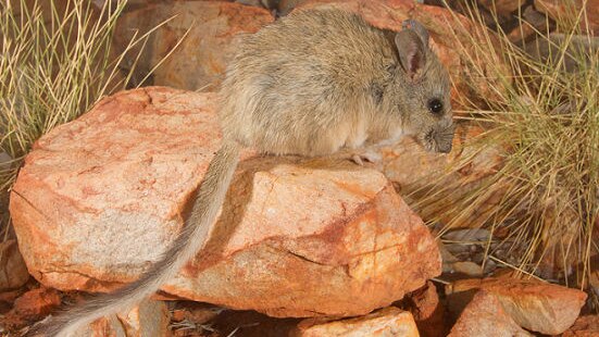 A central rock rat sits on a rock