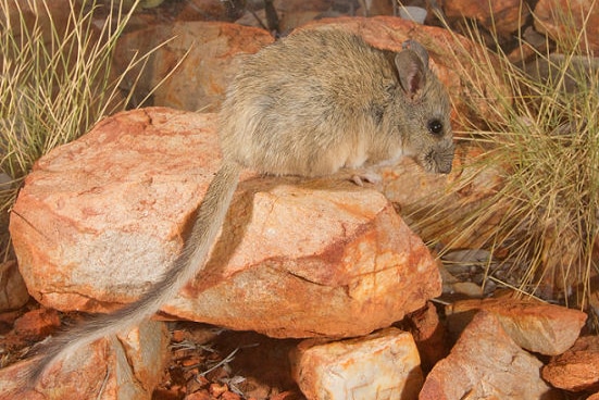 A central rock rat sits on a rock