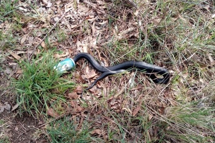 A red-bellied black snake with its head stuck in a beer can on the grass.