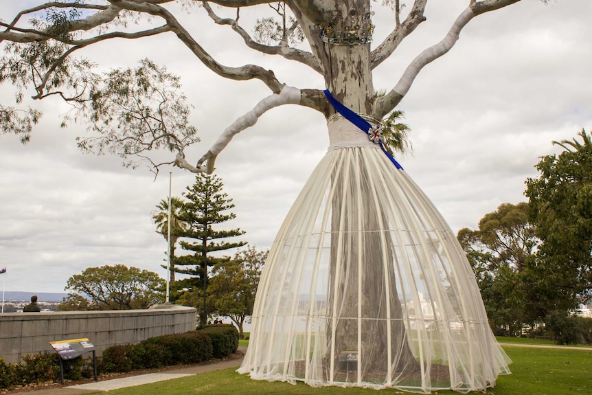 The Queen's Tree at Kings Park.