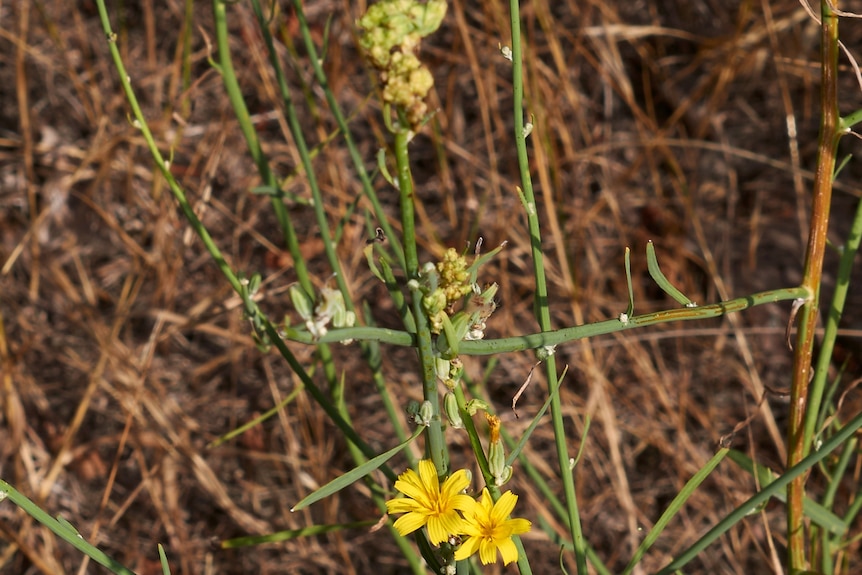 Yellow flower on green stalk.