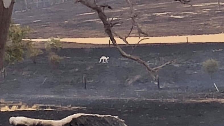 A white kangaroo in the background of blackened ground and trees