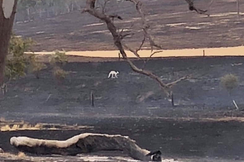 A white kangaroo in the background of blackened ground and trees