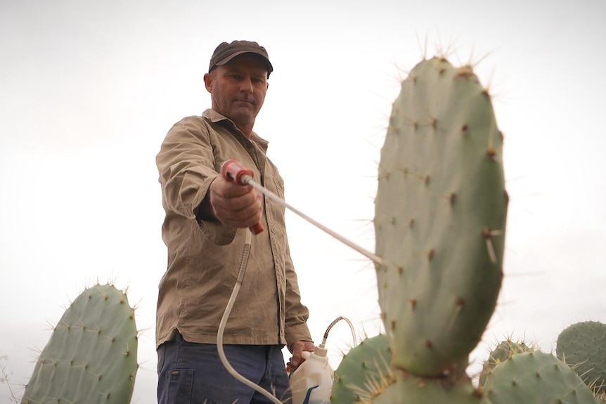 A man is using a gun with a needle injecting it into a green cactus plant