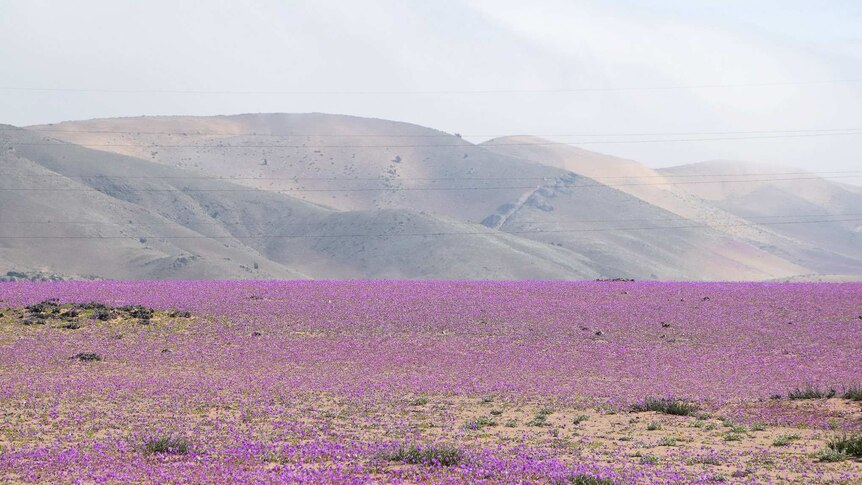 Atacama Desert covered in flowers