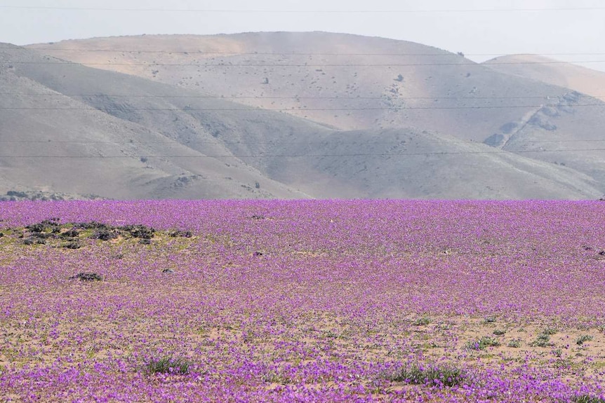 Atacama Desert covered in flowers