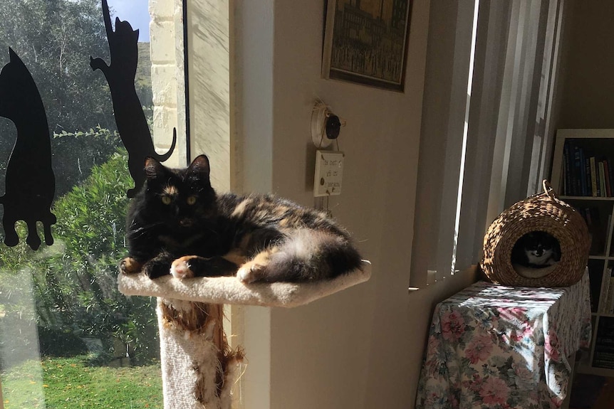 A tortoiseshell coloured cat is sitting on top of a cat tress in the window of a house.