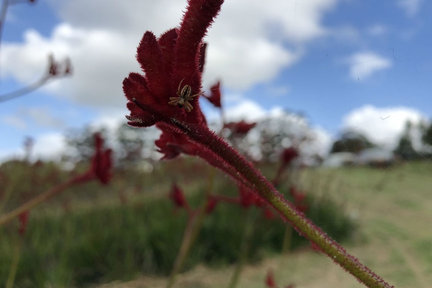 A close-up shot of a kangaroo paw flower.