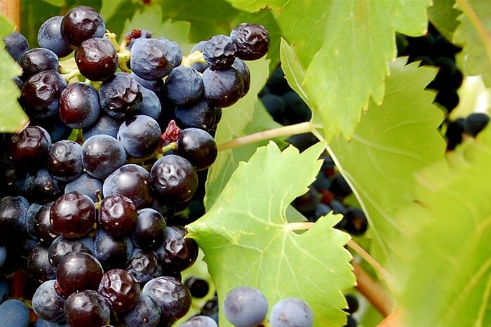 A bunch of red grapes in a vineyard