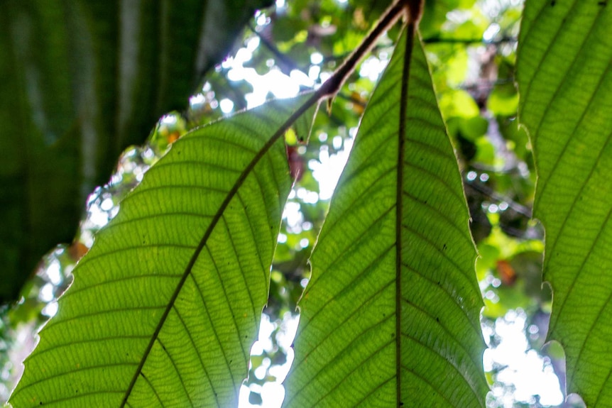 Leaves from a living species of Castanopsis