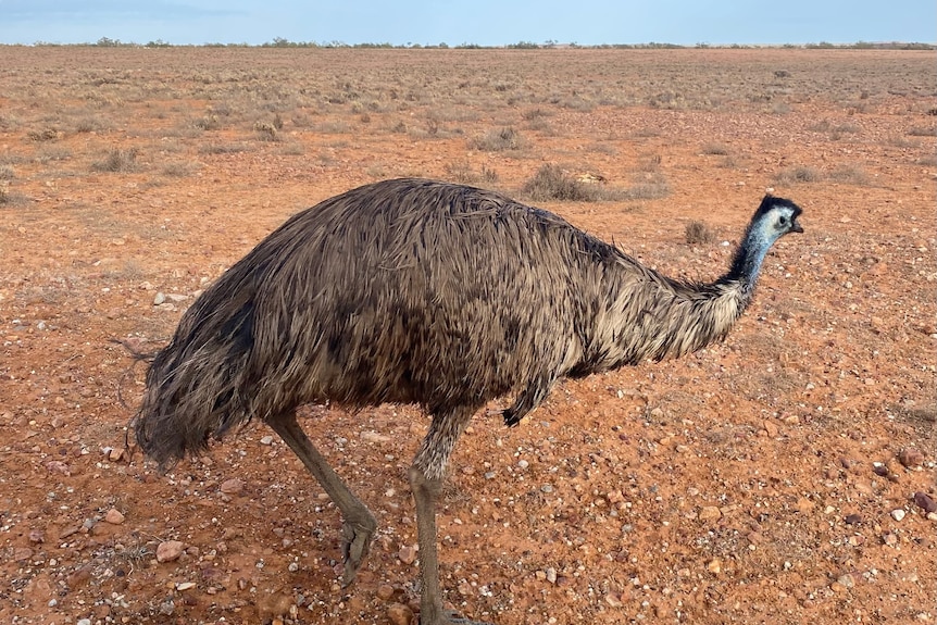 An emu in the outback on red dirt with clear skies 
