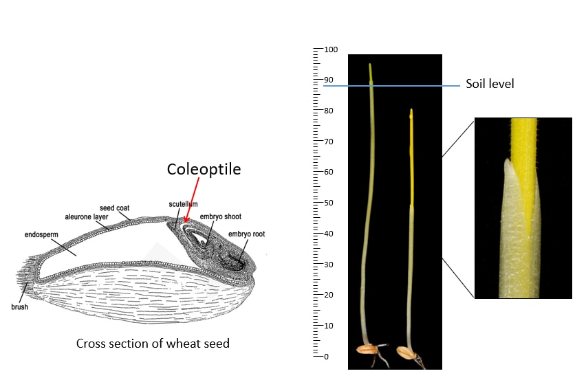 Longer coleoptiles mean wheat seeds can be planted deeper, where the most moisture is.