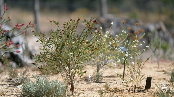 Australian wildflowers with name labels growing in sandy soil as an outdoor collection