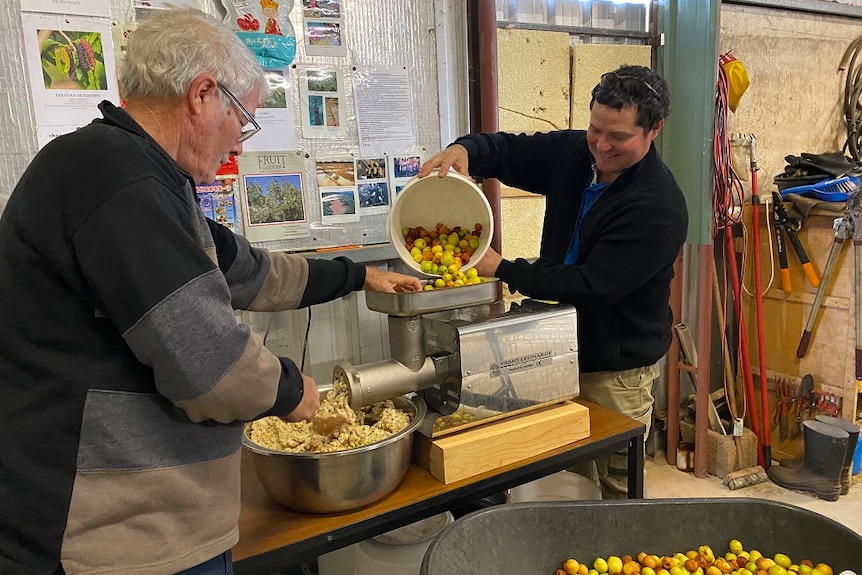 Two man in a she mincing the jujube fruit.