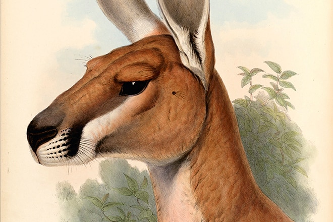Gould's kangaroo