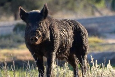 Feral pig standing in grass