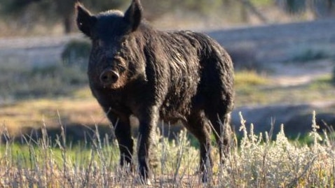 A large wild boar standing on some grass.