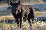 A feral pig standing in grass.