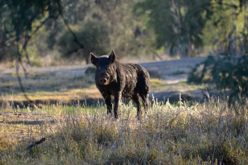 Cerdo salvaje de pie sobre la hierba