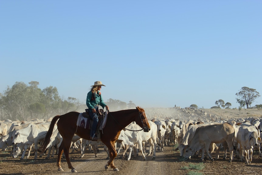 2000 head of cattle walking down a dusty road with a young lady on a horse at the head of the mob