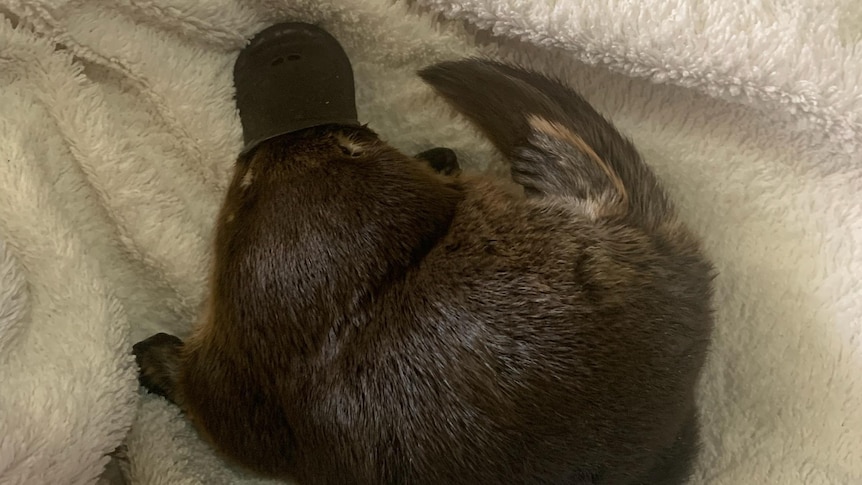 A baby platypus curled up on a towel