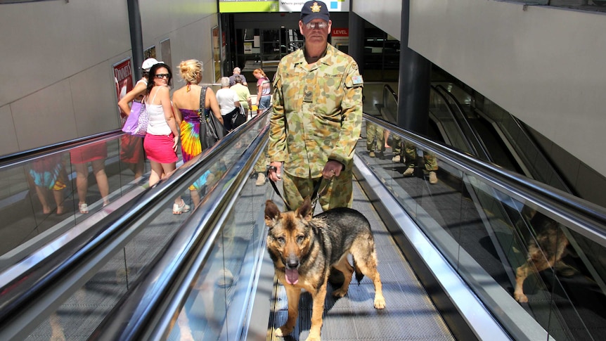 Turk makes his way up a travelator with his handler.