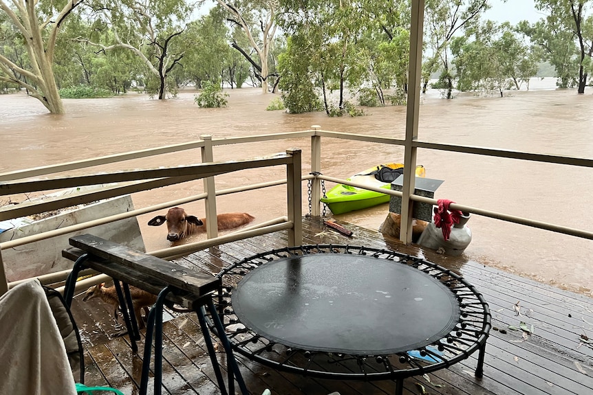 floodwater from a burst river laps at a veranda while a cow swims to safety