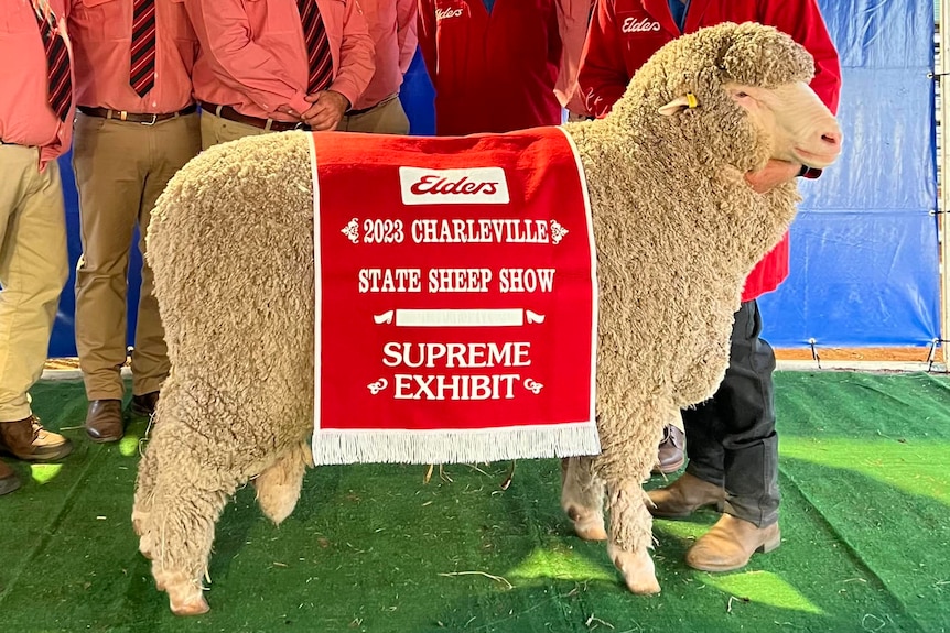 Tamaleuca ram Jimmy wearing the sash for supreme exhibit at the Queensland State Sheep Show