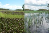 Composite image of weed-choked Mungalla Station wetland in 2013 on left, restored wetland in 2015 on right
