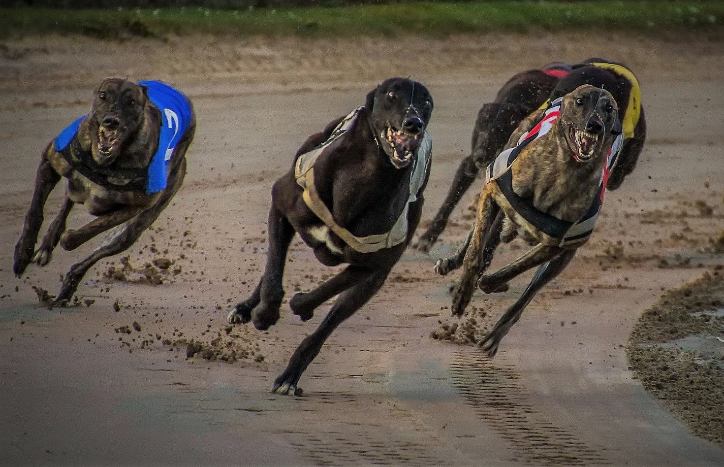 Coalition For The Protection Of Greyhounds Uncovers Deaths Off-track ...