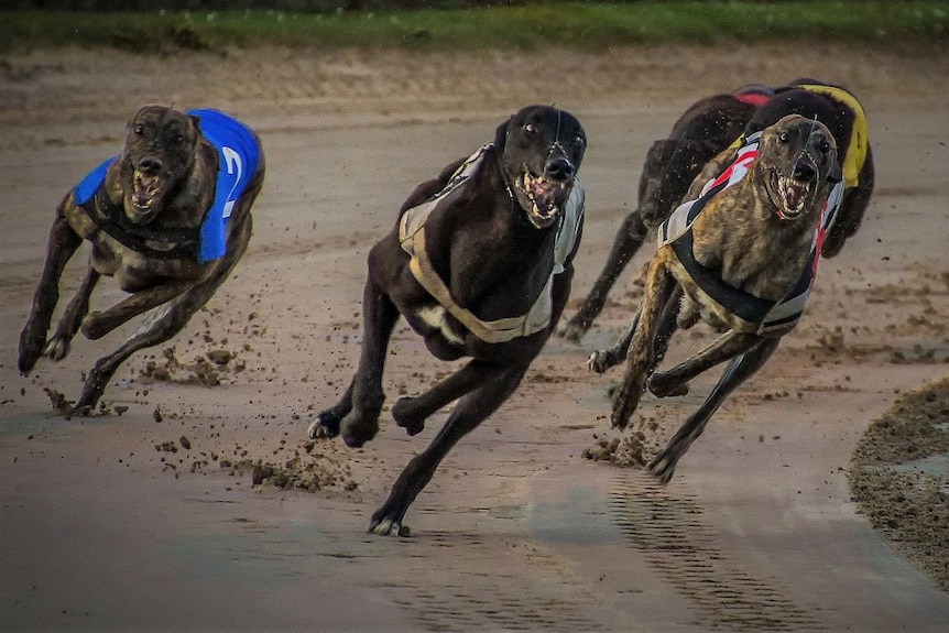 Greyhounds racing.