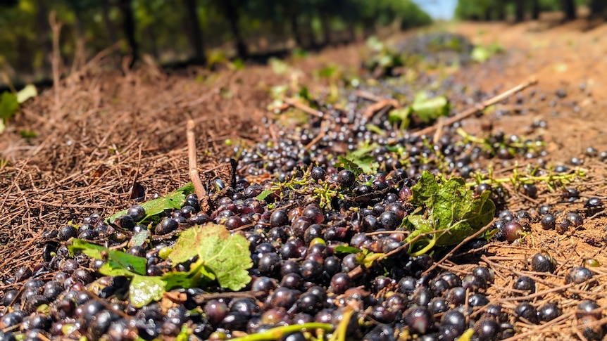 Red wine grapes dumped by a harvester onto the red dirt in a vineyard under a blue sky